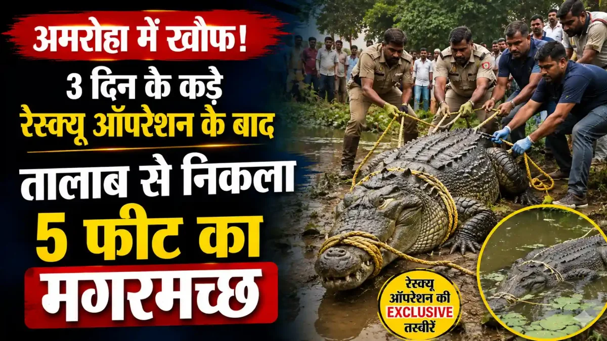अमरोहा में खौफ! 3 दिन के कड़े रेस्क्यू ऑपरेशन के बाद तालाब से निकला 5 फीट का मगरमच्छ