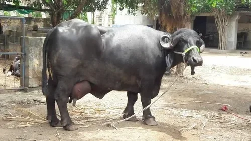 आसमान से बरसी आफत: चटकती बिजली ने ली भैंस की जान, चार लोग अस्पताल में भर्ती